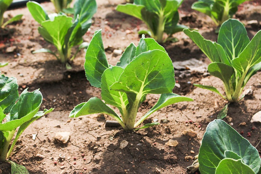 Ubuntu: unità nella diversità – Video