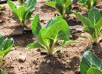 Ubuntu: unità nella diversità – Video